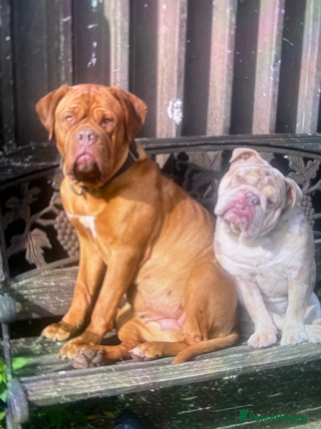 Dogue De Bordeaux dogs for sale: Stunning adult female dogue de Bordeaux  - Image 2