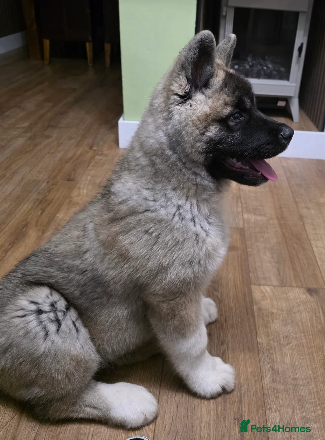 Akita dogs for sale: Stunning male akita puppy - Advert 3