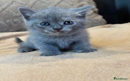 British Shorthair cats for sale: British shorthair hair kittens  - Image 8