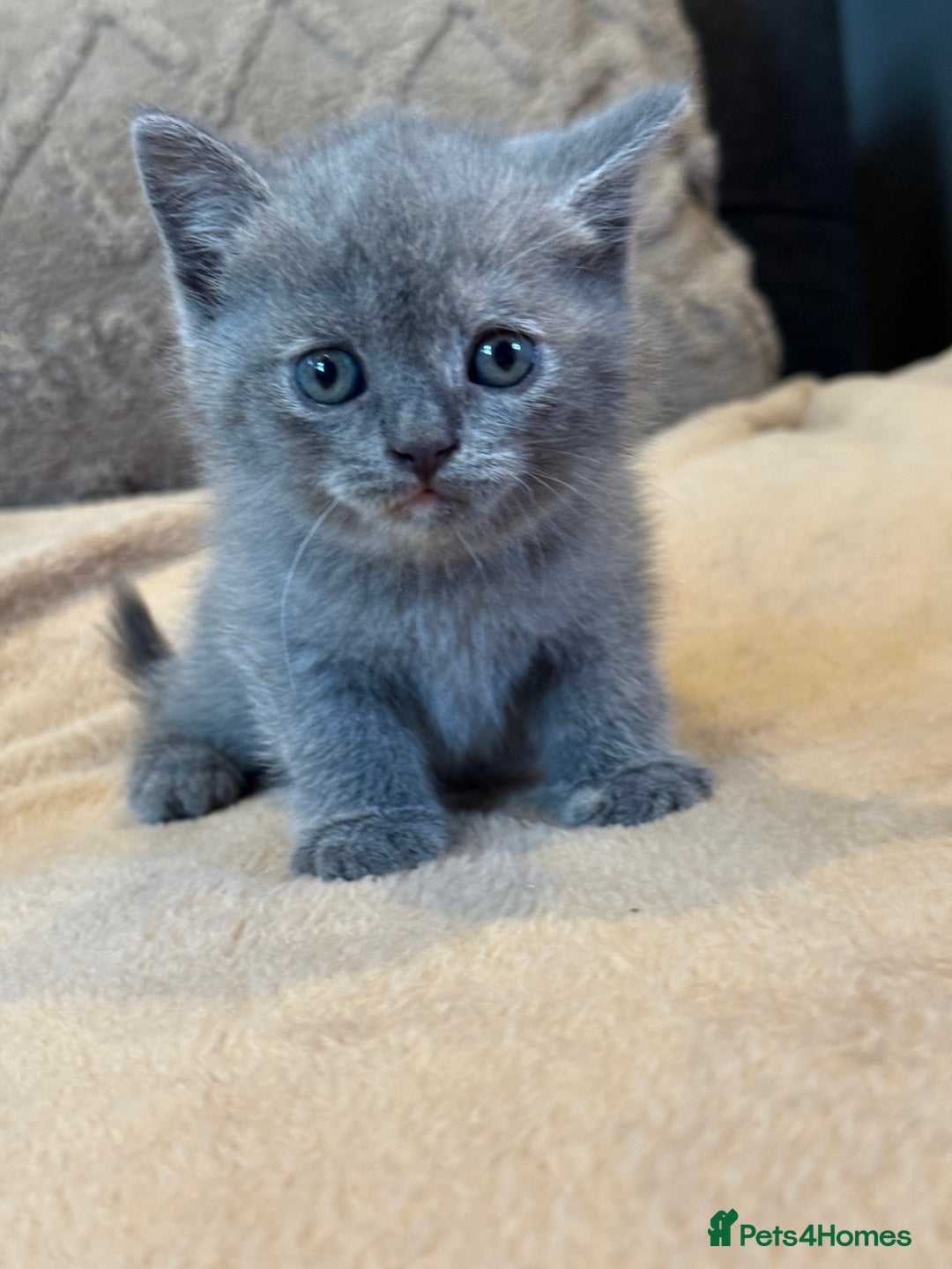 British Shorthair cats for sale: British shorthair hair kittens  - Image 8