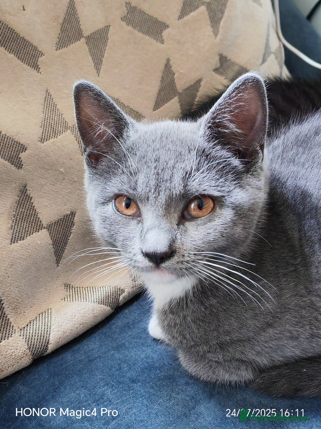 British Shorthair cats for sale: Beautiful British short-hair cross - Image 3