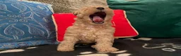 Lakeland Terrier dogs for sale: KC Registered Lakeland Terrier Puppy - Advert 1