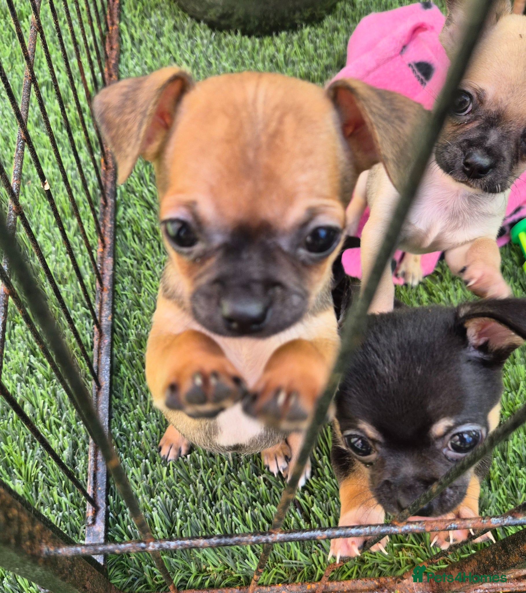 Chihuahua dogs KC REG CHIHUAHUA LAST BOY READY NOW! - Advert 22