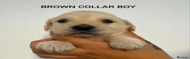 BROWN COLLAR BOY 