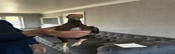 Chickens poultry for sale: Various Pakistani aseels  - Advert 5