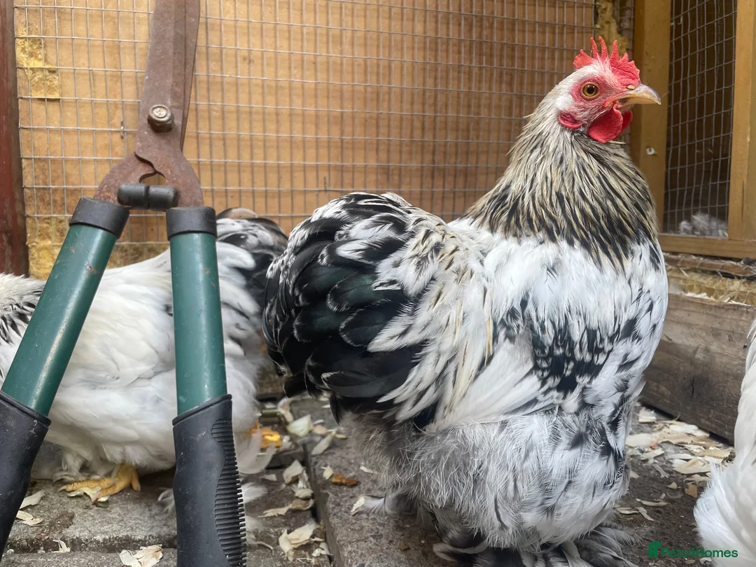 Chickens poultry for sale: Free Roosters Various size and breed - Advert 1