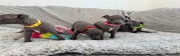 Italian Greyhound dogs for sale: KC registered blue Italian greyhounds for sale - Advert 25