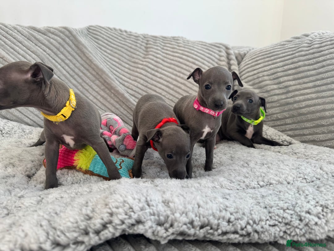 Italian Greyhound dogs for sale: KC registered blue Italian greyhounds for sale - Advert 25