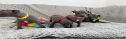 Italian Greyhound dogs for sale: KC registered blue Italian greyhounds for sale - Advert 25