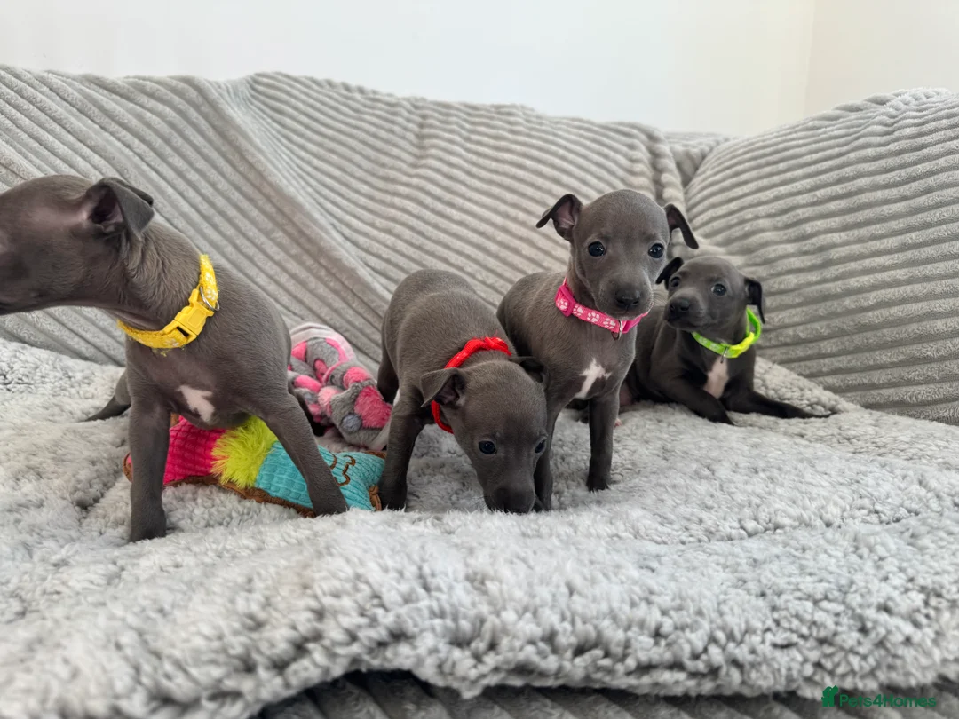 Italian Greyhound dogs for sale: KC registered blue Italian greyhounds for sale - Advert 25