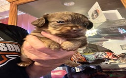 Miniature Dachshund dogs for sale: Stunning full pedigree Miniature Dachshunds  - Image 13