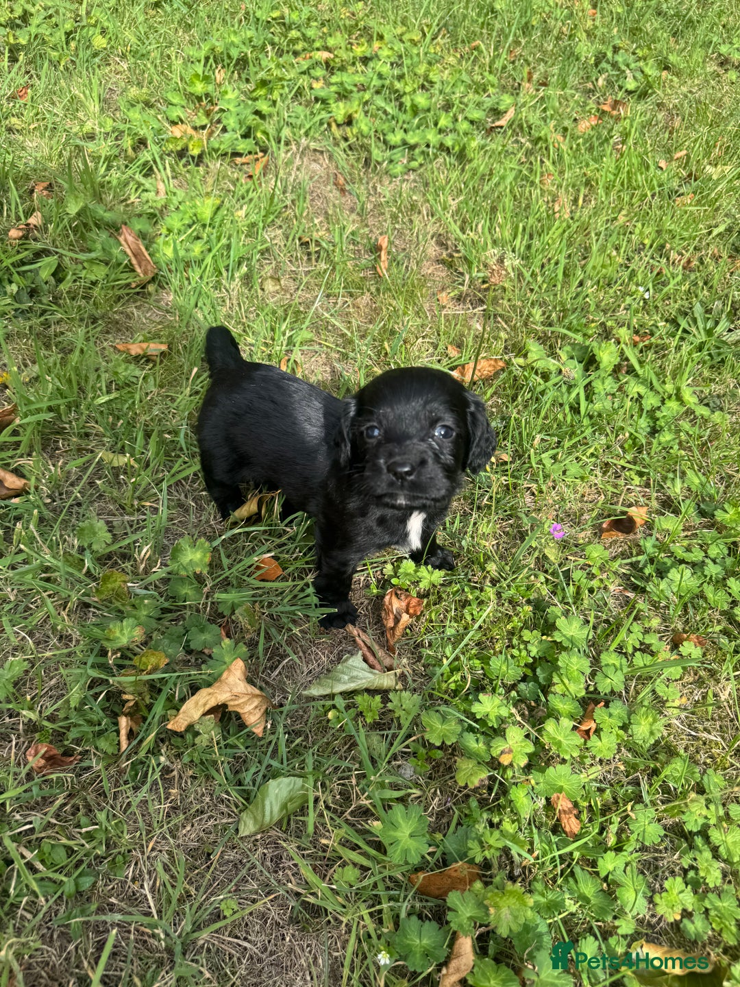 Sprocker dogs for sale: Working Sprocker puppies *3 girls left* - Image 9