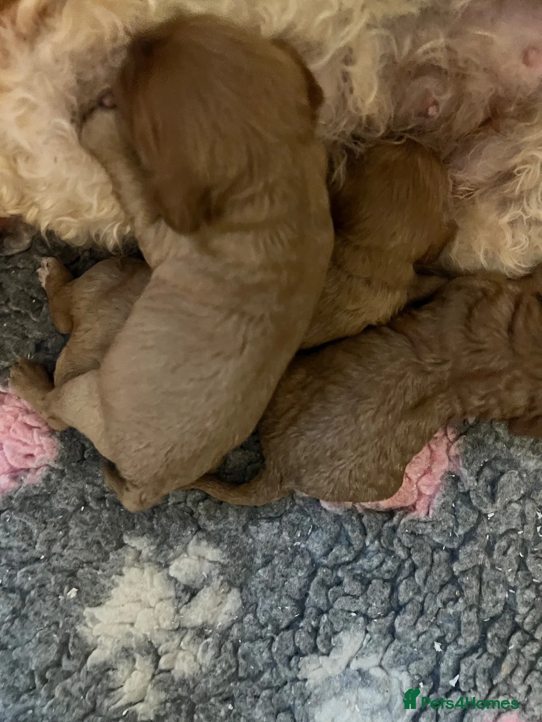 Cavapoo dogs for sale: THERAPY RAISED DNA TESTED CAVAPOOS - Advert 7