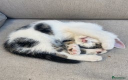 Mixed Breed cats for sale: Beautiful Kittens - Ready now in Maidstone - Image 13