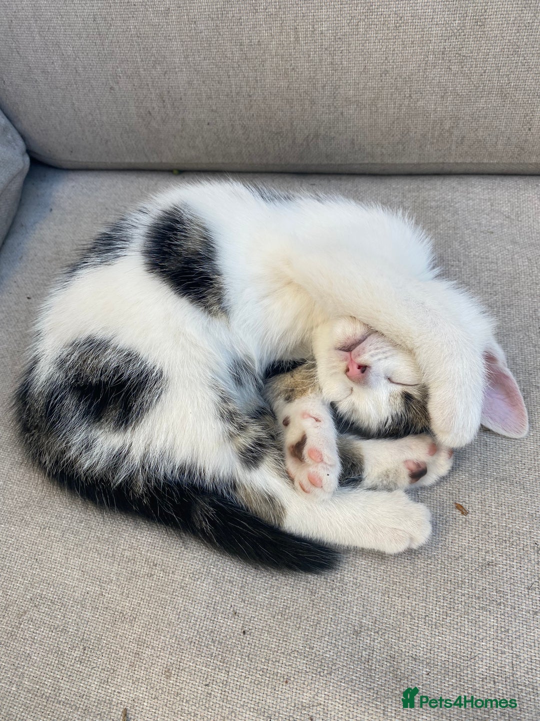 Mixed Breed cats for sale: Beautiful Kittens - Ready now in Maidstone - Image 13