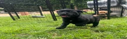 Springador dogs for sale: Springadore puppies for sale  in Thetford - Advert 6