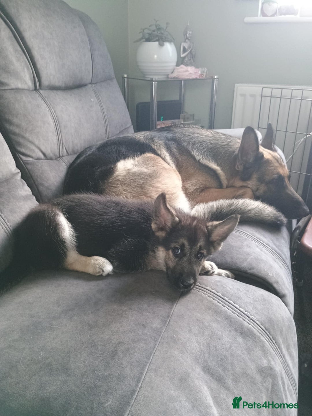 Shepsky dogs for sale: Gerbirian  shepskis - Image 13
