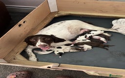 Sprocker dogs for sale: 9 Sprocker puppies  - Image 1