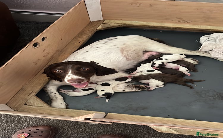 Sprocker dogs - Advert 2
