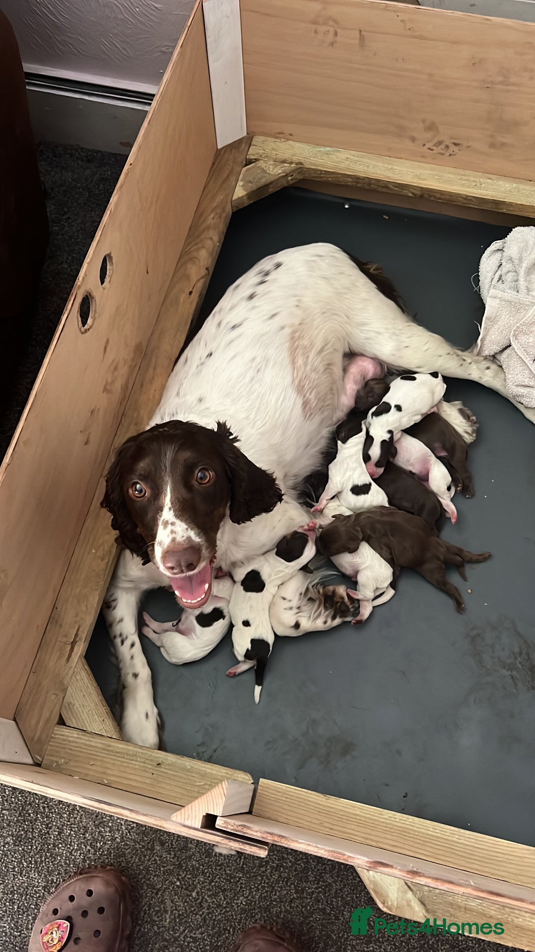 Sprocker dogs for sale: 9 Sprocker puppies  - Image 1