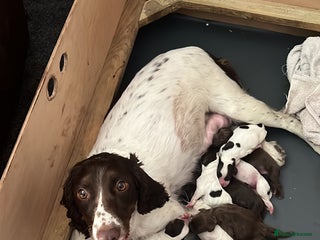Sprocker dogs - Advert 4