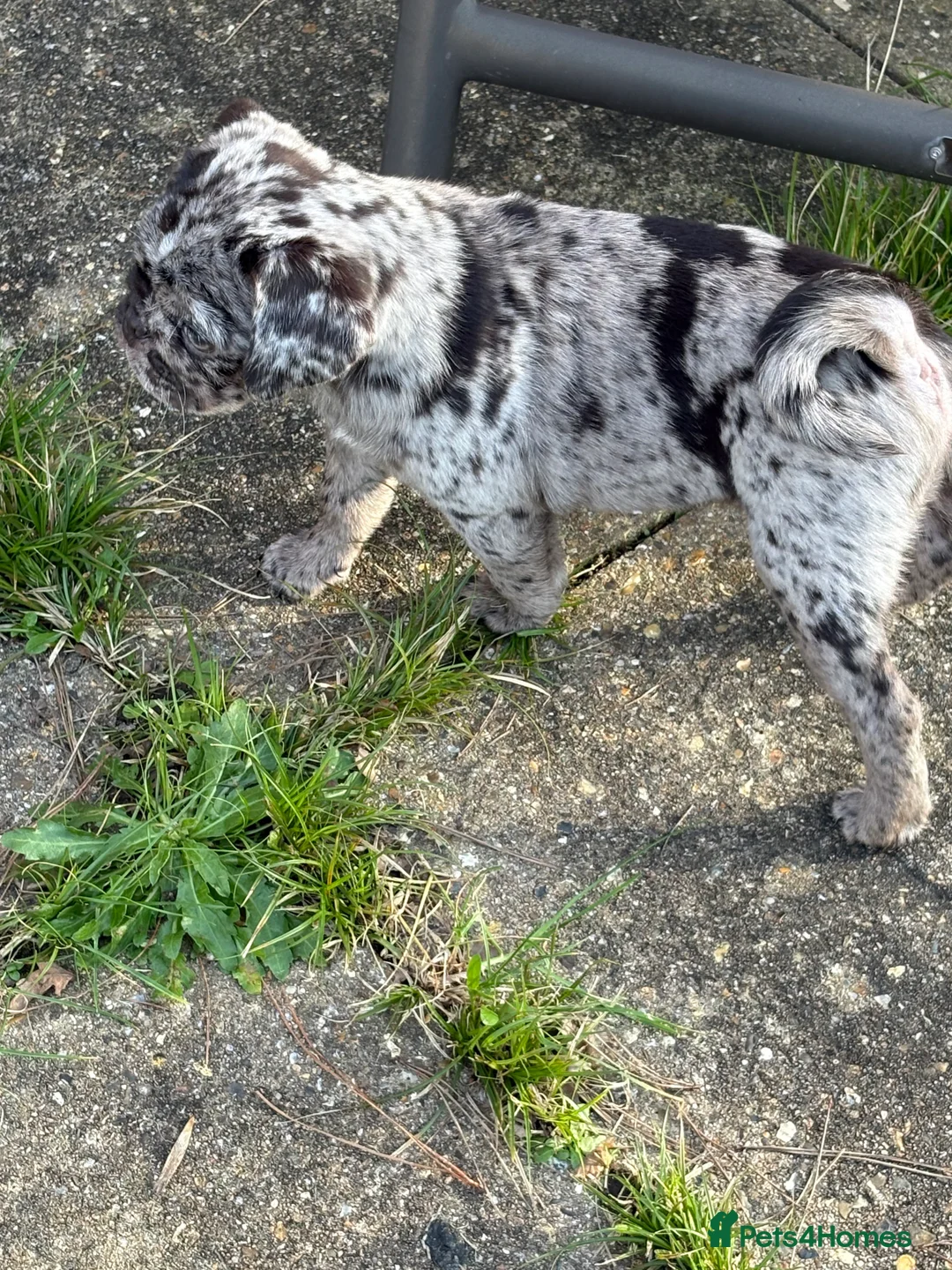 Pug dogs for sale: Meet Stanley a Chocolate Merle Pug Puppy - Advert 2