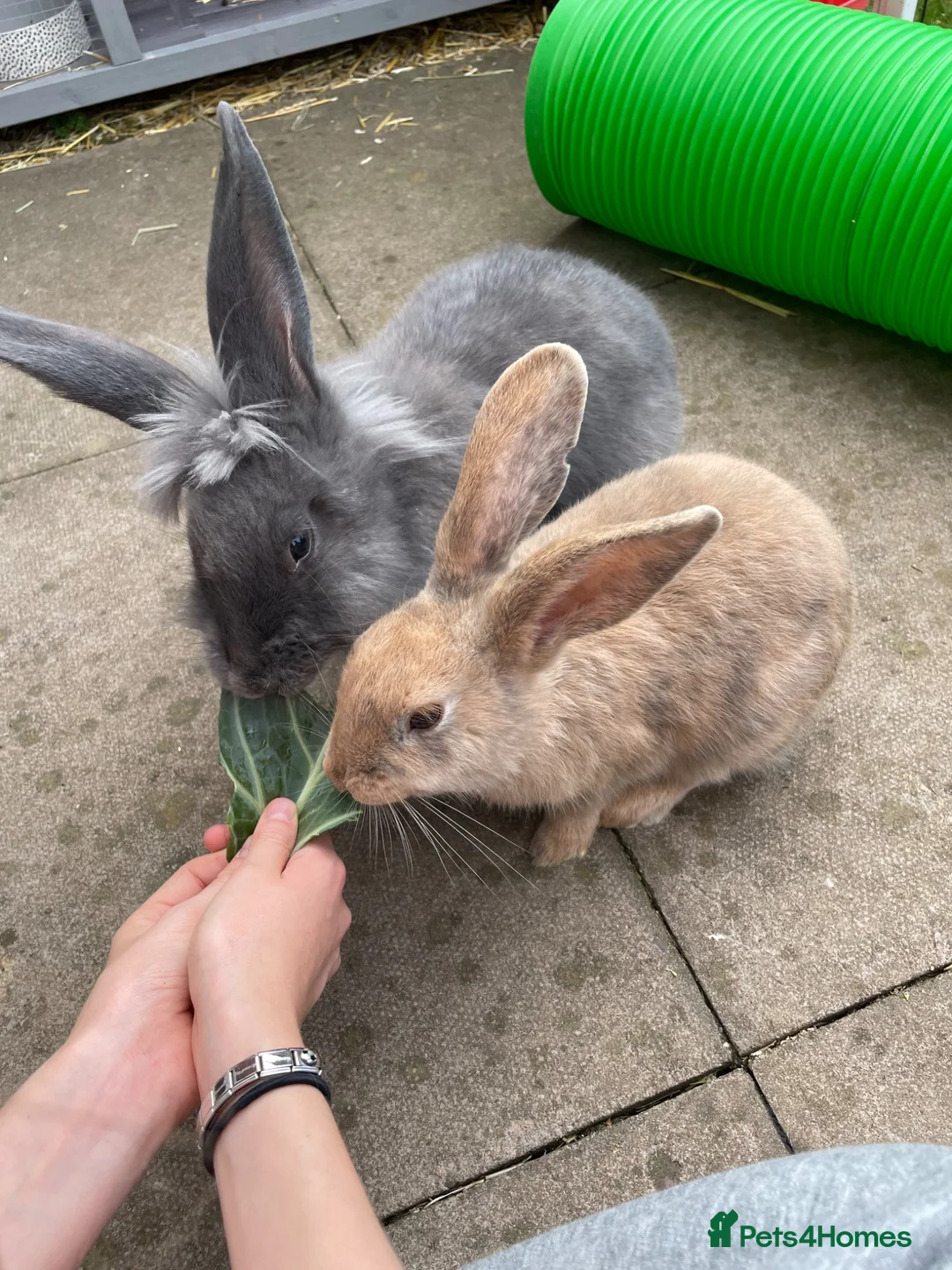 Mixed Breed rabbits for sale: 2 female rabbbits  in Derby - Advert 2