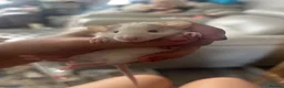 Rat rodents for sale: Baby dumbo rats  in Grantham - Advert 5