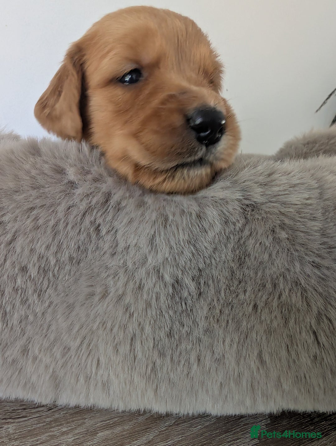 Golden Retriever dogs for sale: Beautiful Golden retriever puppies  - Image 14