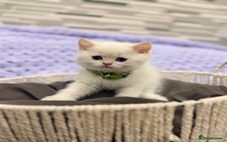 British Shorthair cats for sale: British Shorthair Kitten Golden Tipped Colourpoint - Advert 7