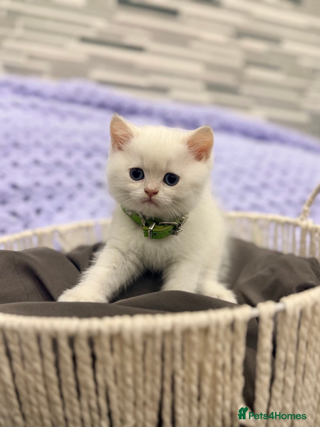 British Shorthair cats for sale: British Shorthair Kitten Golden Tipped Colourpoint - Advert 7