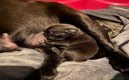 Pug dogs for sale: Beautiful kc Black pug pups - Image 4