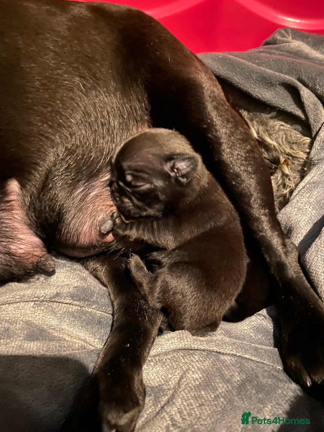Pug dogs for sale: Beautiful kc Black pug pups - Image 4