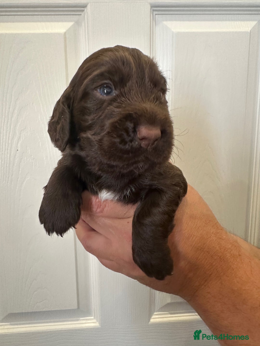 Cocker Spaniel dogs for sale: Beautiful Chocolate/Golden Working Cocker Spaniels - Image 8