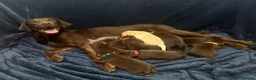 Labrador Retriever dogs for sale: Chocolate Labrador Puppies in Spalding - Advert 15