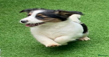 Jack Russell dogs - Advert 2