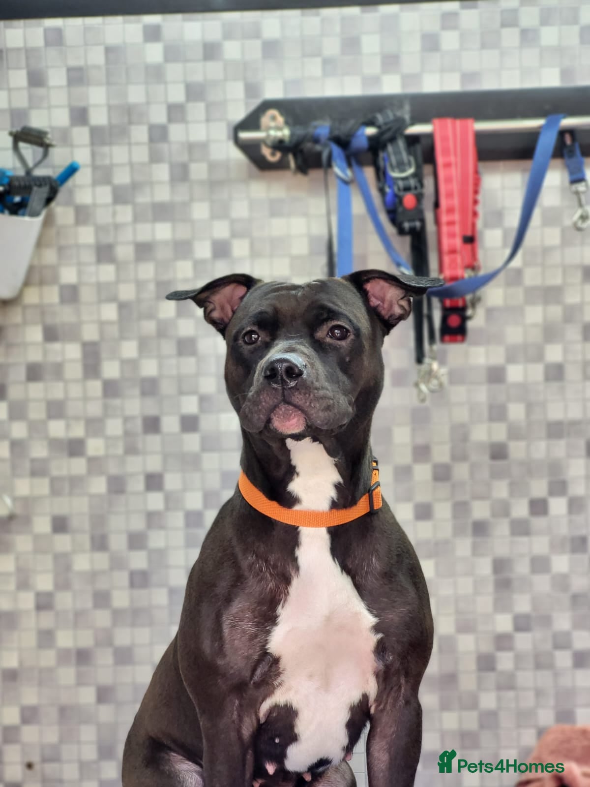 Mixed Breed dogs Amazing American Staffordshire pups for sell - Advert 5