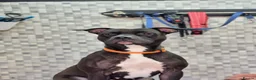 Mixed Breed dogs for sale: Amazing American Staffordshire pups for sell in Woodford Green - Advert 1