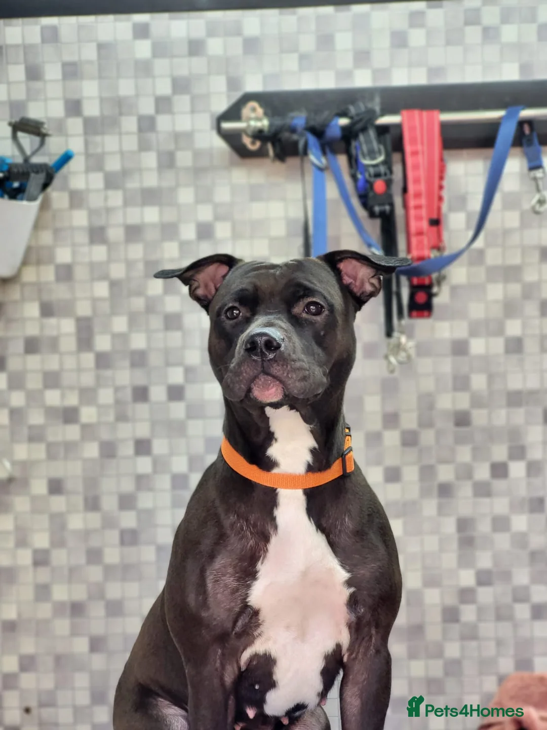 Mixed Breed dogs for sale: Amazing American Staffordshire pups for sell in Woodford Green - Advert 1