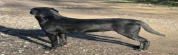 Labrador Retriever dogs for stud: Black labrador stud- FULLY HEALTH TESTED in Leyburn - Advert 25