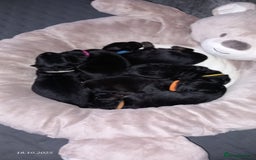 German Shepherd dogs for sale: Excellent Long-Haired German Shepherd Puppies-KC - Image 5