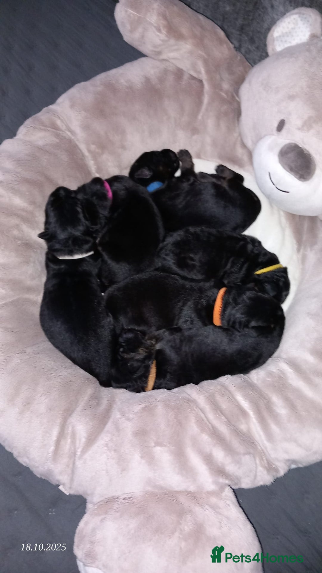 German Shepherd dogs for sale: Excellent Long-Haired German Shepherd Puppies-KC - Image 5