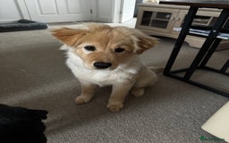 Mixed Breed dogs for sale: For sale - Image 1