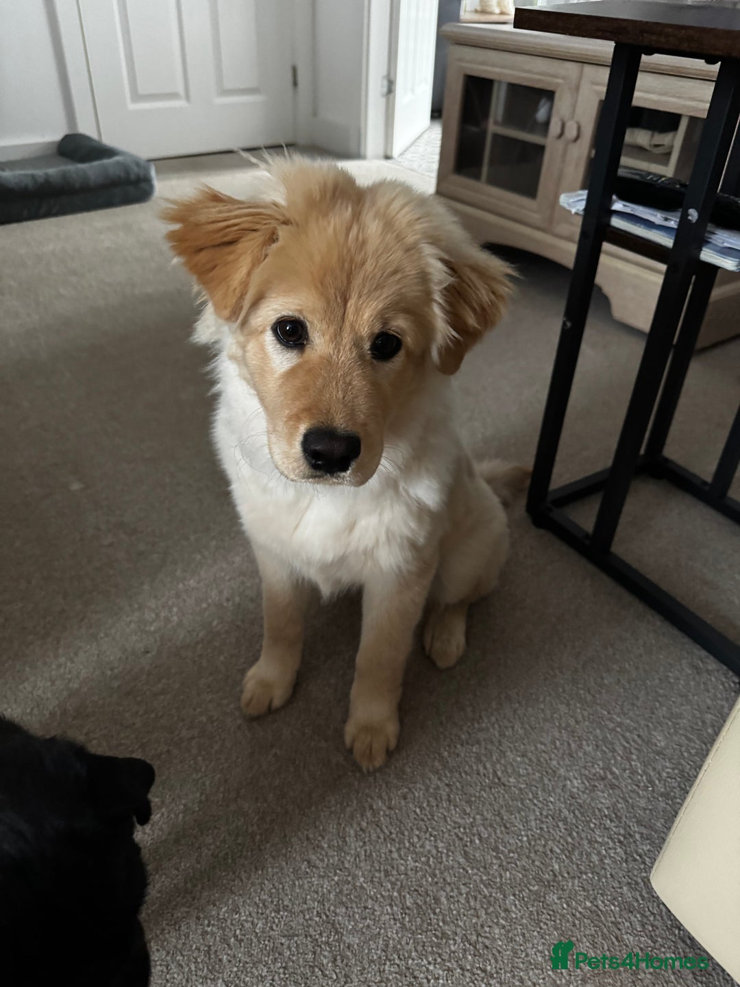 Mixed Breed dogs for sale: For sale - Image 1