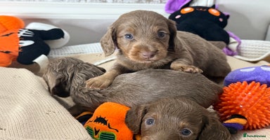 Miniature Dachshund dogs - Advert 13