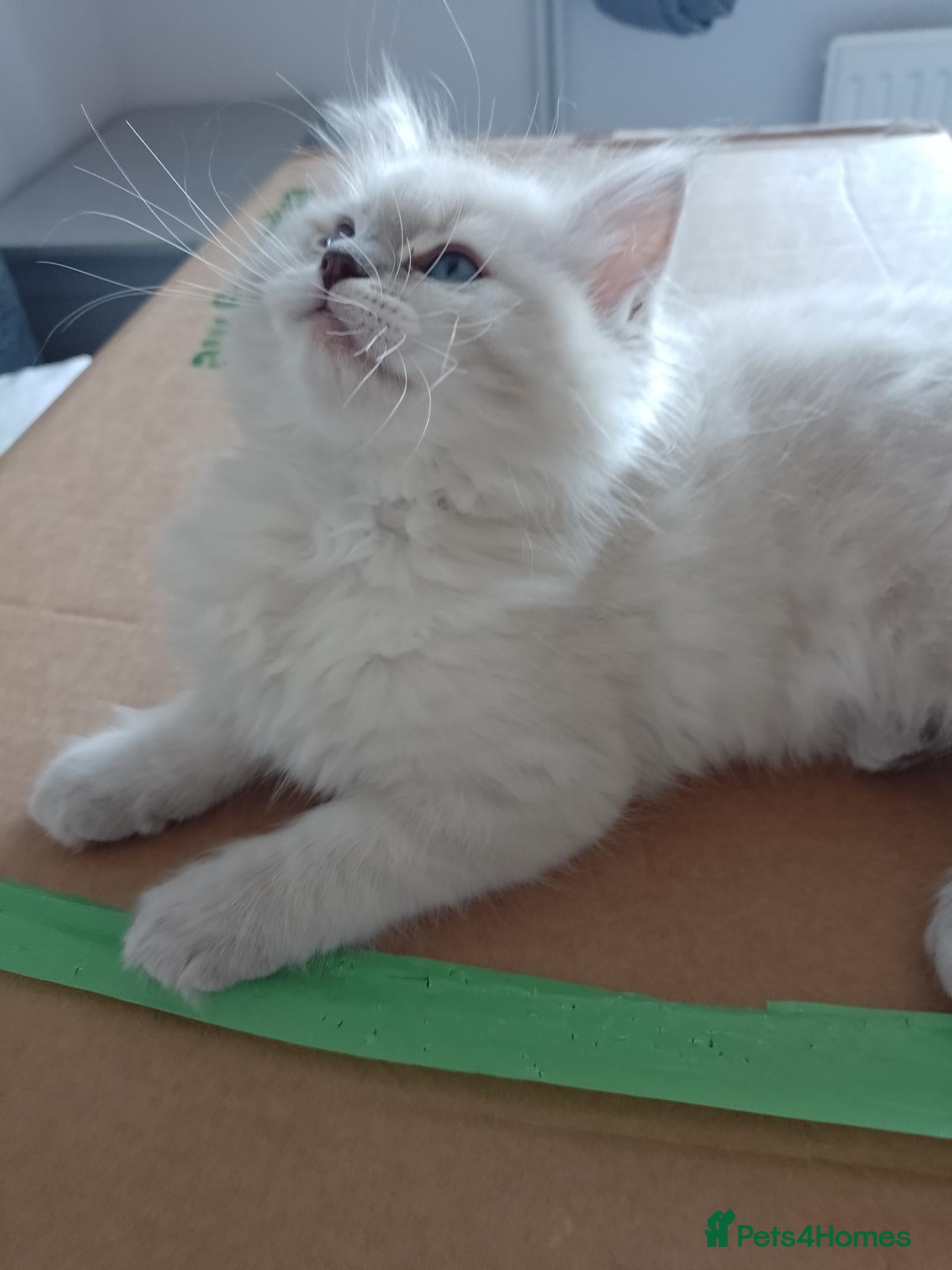 Ragdoll cats Stunning healthy ragdoll kittens  - Advert 1