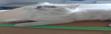 Ragdoll 3