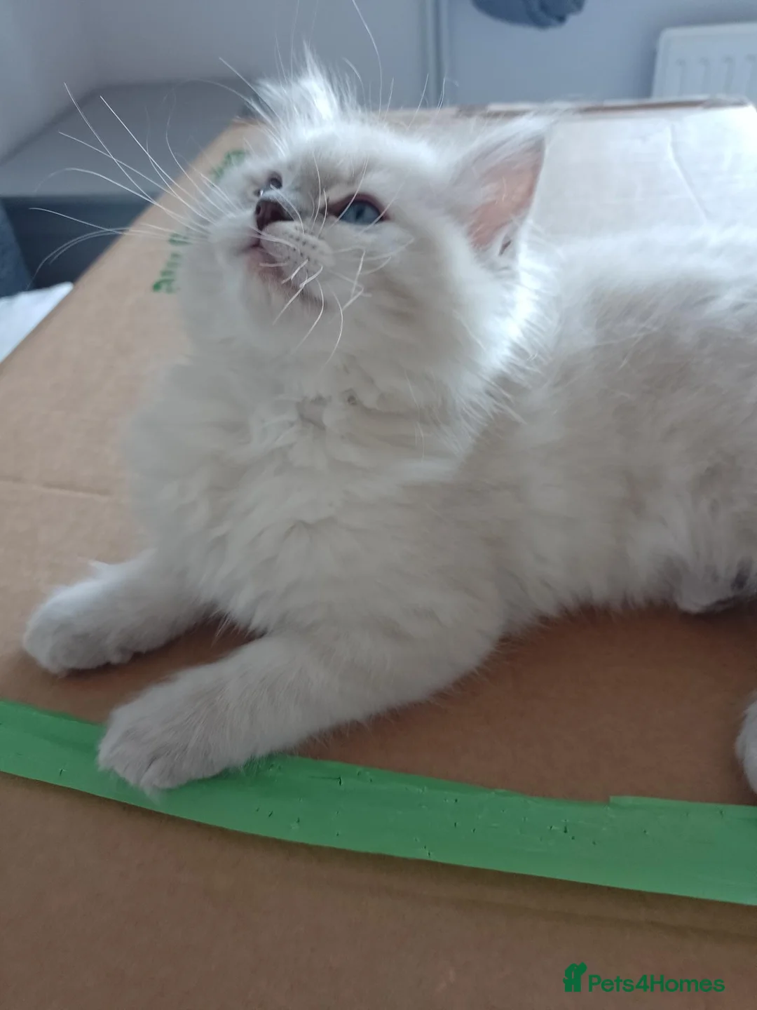 Ragdoll cats for sale: Stunning healthy ragdoll kittens  - Advert 1