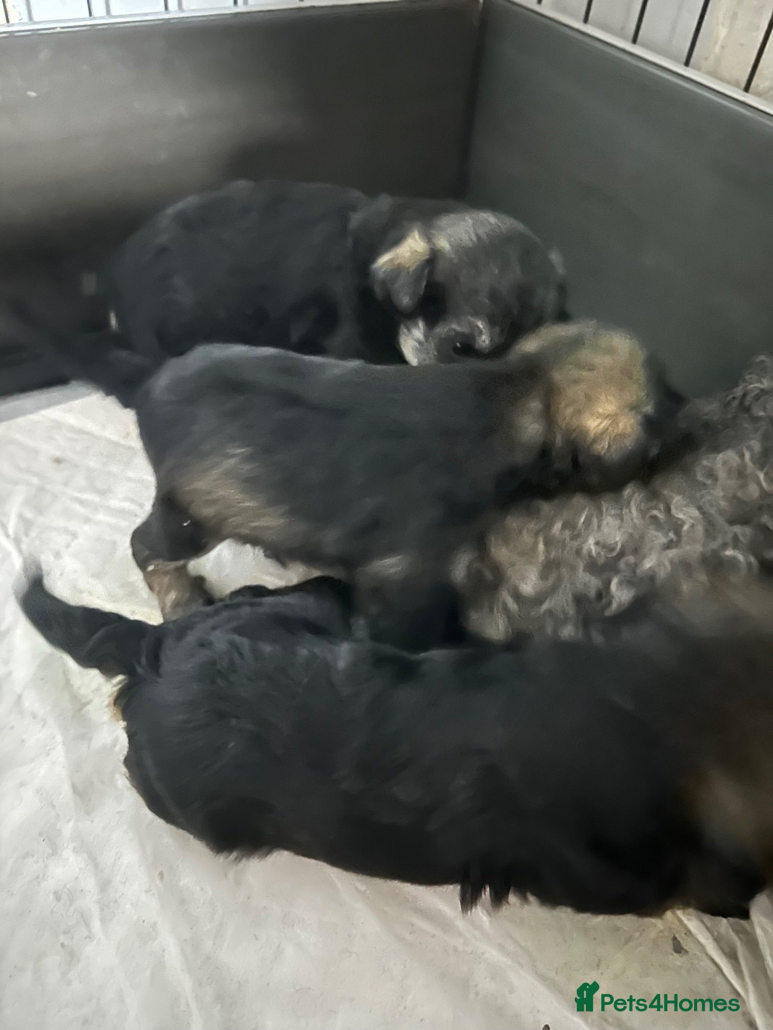 Schnoodle dogs Miniature Schnoodle puppies - Advert 2