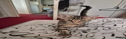 Mixed Breed cats for sale: Cute tabby kitten - Advert 10